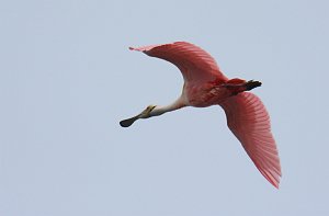 Spoonbill, Roseate, 2015-01098828 Merritt Island NWR, FL